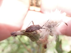 Closterotomus histrio