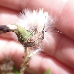 Closterotomus histrio