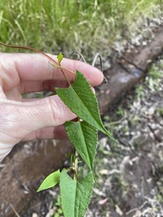 Muehlenbeckia gracillima