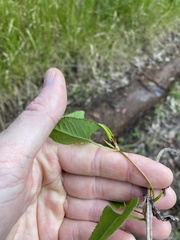 Muehlenbeckia gracillima