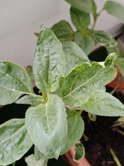 Helianthus annuus