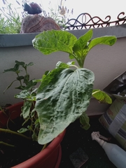 Helianthus annuus
