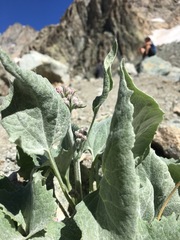 Adenostyles leucophylla