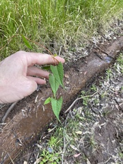 Muehlenbeckia gracillima