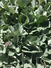 Adenostyles leucophylla