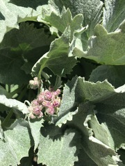 Adenostyles leucophylla