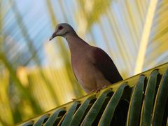 Nesoenas picturatus