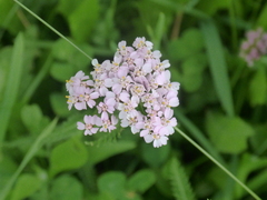 Achillea roseo-alba