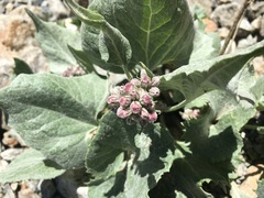 Adenostyles leucophylla