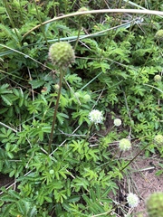 Acaena anserinifolia