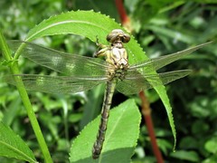 Odonata