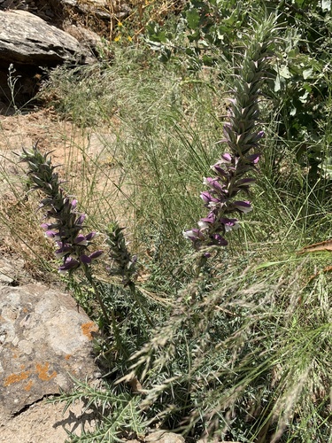 Acanthus spinosus