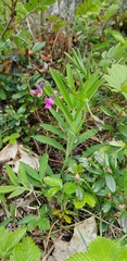 Lathyrus linifolius