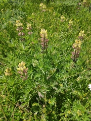 Lupinus gredensis