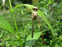 Odonata