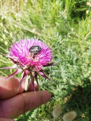 Oxythyrea funesta