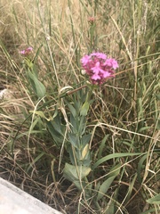 Centranthus ruber
