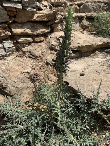 Acanthus spinosus