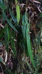 Pleurothallis ripleyi