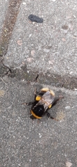 Bombus