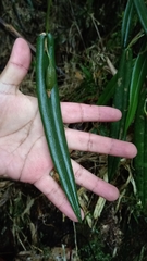 Pleurothallis ripleyi