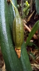 Pleurothallis ripleyi