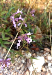 Syncolostemon canescens