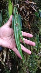 Pleurothallis ripleyi