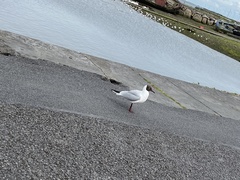 Chroicocephalus ridibundus