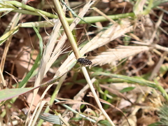 Acmaeodera biseriata