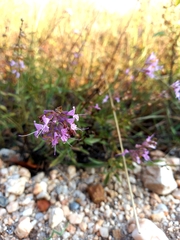 Syncolostemon canescens