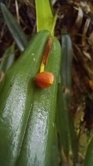 Pleurothallis ripleyi