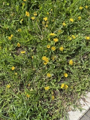 Taraxacum officinale