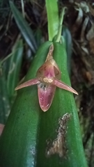 Pleurothallis ripleyi