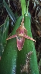 Pleurothallis ripleyi