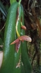 Pleurothallis ripleyi