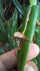 Pleurothallis ripleyi