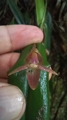 Pleurothallis ripleyi