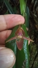 Pleurothallis ripleyi