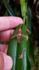 Pleurothallis ripleyi