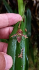 Pleurothallis ripleyi