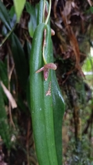 Pleurothallis ripleyi