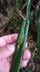 Pleurothallis ripleyi