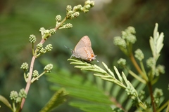 Electrostrymon guzanta