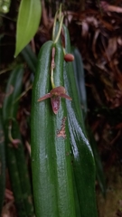 Pleurothallis ripleyi