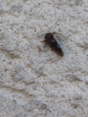 Oncopsis flavicollis