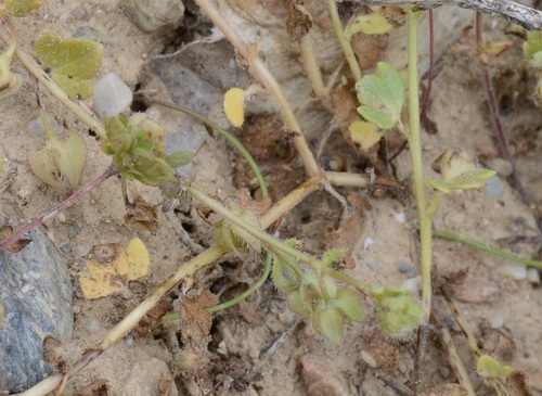 Image of Veronica triloba by (c) Fethullah ÖZTÜRK, some rights reserved (CC BY)