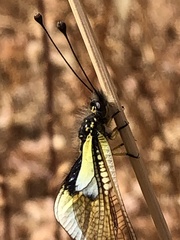 Libelloides baeticus