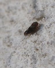 Oncopsis flavicollis