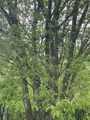 Salix